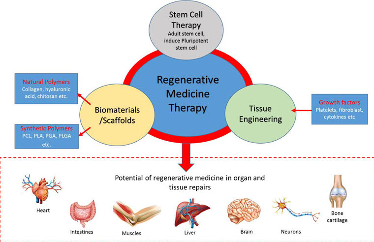 regenerative medicine therapy